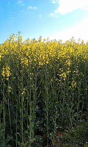 เขตข้อมูลของ rapeseeds, ข่มขืนดอก, oilseed rape พืช, oilseed rape, โรงงาน, ดอก, บาน