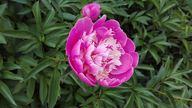 blomst, lilla blomster, Peony, natur, haven