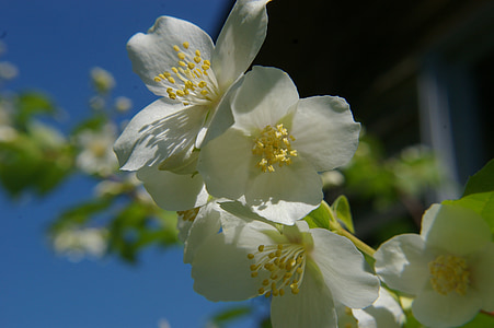 fleur blanche, arbuste machurian, fleur, Sunshine, fleur au soleil, flore, floral