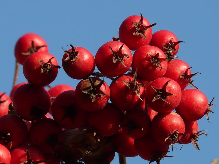 petits fruits, fruits, rouge, arbre, rouge Berry, weißdorn feuille de cuir, Thorn apple