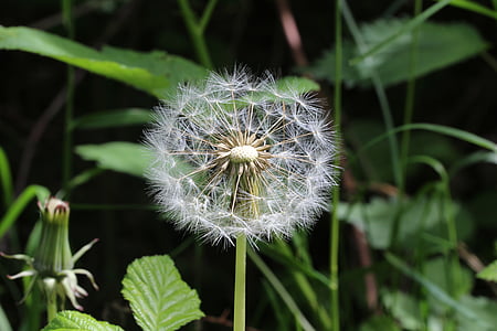 dandelion, white, green, common flight, nature, flower, plant