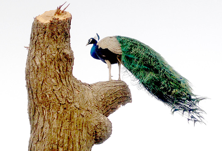 worlds, colorful, bird, peacock, photography, by, bhuj