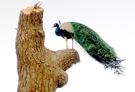 werelden, kleurrijke, vogel, Peacock, fotografie, door, Bhuj