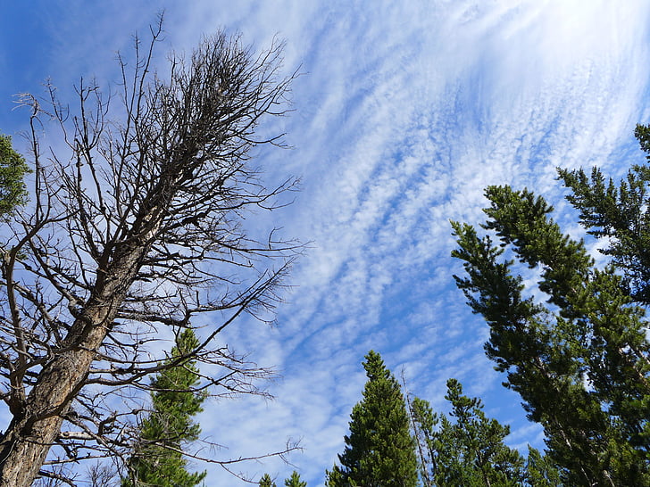 sky, trees, nature, summer, cloud