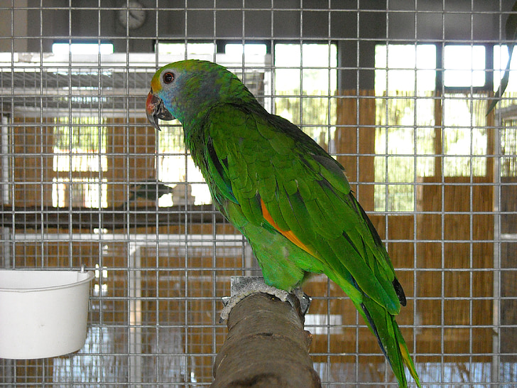 parakeet, nhỏ con vẹt, chim, lồng, vật nuôi, màu xanh lá cây