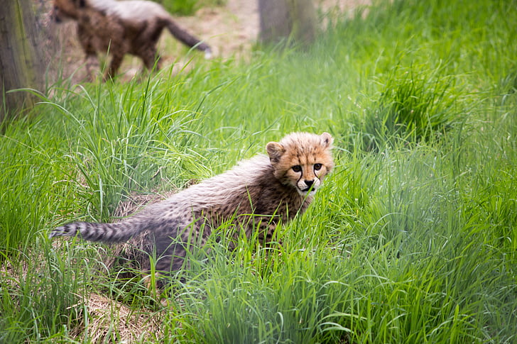 katten, Cheetah, Cheetah cub, dyreliv, dyr, flekker, unge