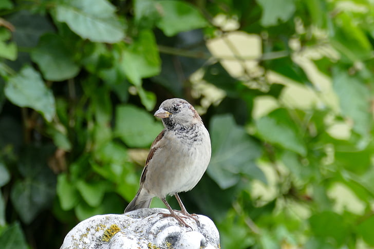 bird, sparrow, garden, animal, sperling