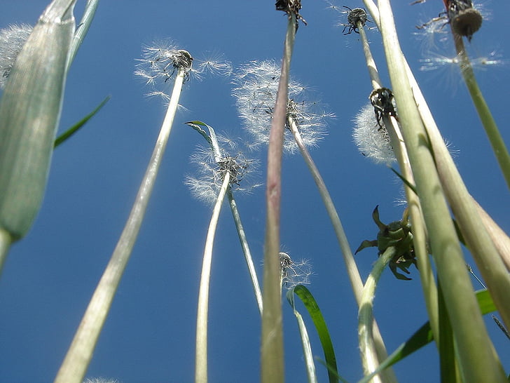stem, flower, fluff, sky
