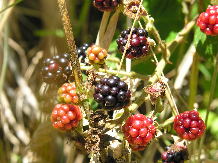 blackberries, wild, nature, summer, food, garden, wild flowers