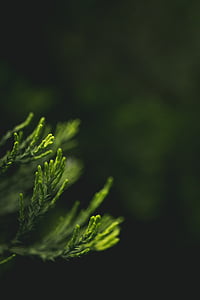 foltos, közeli kép:, levelek, makró, zöld színű, frissesség, növényi