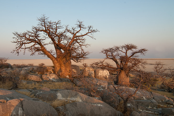 Botswana, bao báp