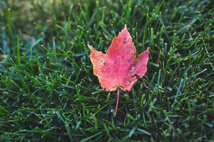 autumn, leaf, grass, green, red, change, maple leaf