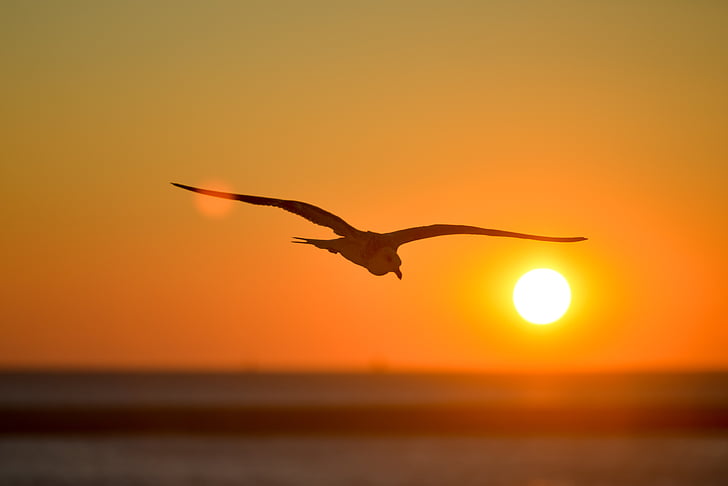 seagull, animal, bird, backlight, sunset, orange, light