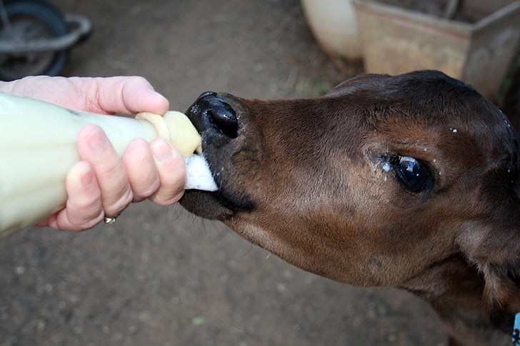 calf, hand rear, bottle, milk, teat, baby, orphan