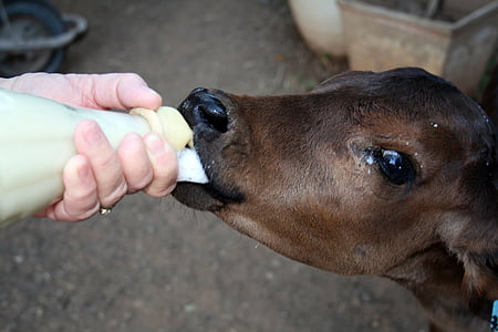 kalv, hånd bag, flaske, mælk, sut, baby, sjældne sygdomme