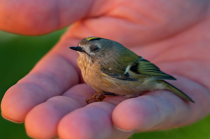 goldcrest, 새, 동물, 작은 새, 젊은 새, 작은, 자연