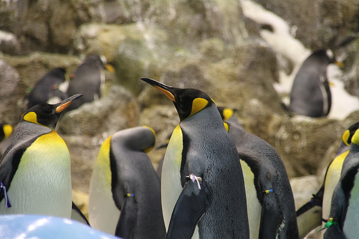 pingvinas, grupė, gyvūnų, pingvinas grupė, didelis pingvinai, karalius pingvinai, geltona