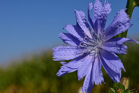 chicory, pointed flower, roadside, nature, plant, close, flower