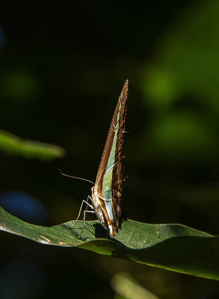 motyl niebieski trójkąt, Motyl, swallowtail, czarny, niebieski, owad, skrzydła