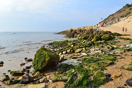 algae, atlantic coast, ocean, beach, france, landscape, seaside