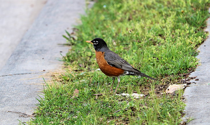 robin, spring, bird, nature, wild, outdoors