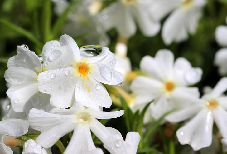 Phlox, λευκό, άνθος, άνθιση, Phlox subulata, εδαφοκάλυψης, λουλούδι