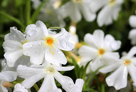 Flox, Branco, flor, flor, Phlox subulata, cobertura do solo, flor