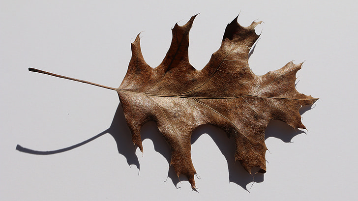 leaf, brown leaf, fall, autumn, plant, brown, nature