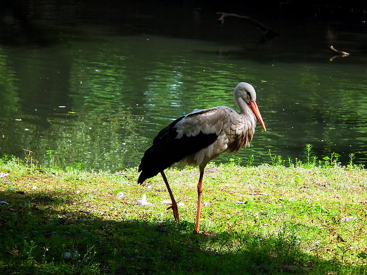 stork, nature, white stork, bird, water, wildlife, animal