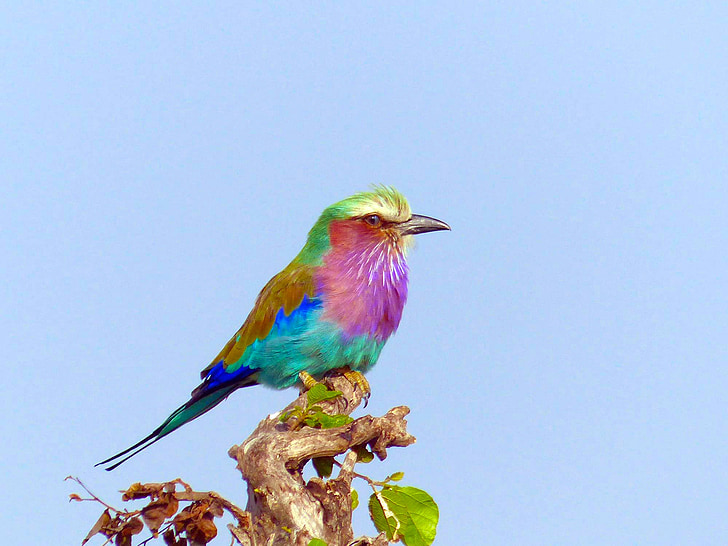 lilac breasted roller, birds, africa, kenya, lilac-breasted, colorful, nature