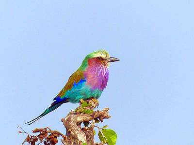 rodillo de pecho lila, aves, África, Kenia, lila-breasted, colorido, naturaleza