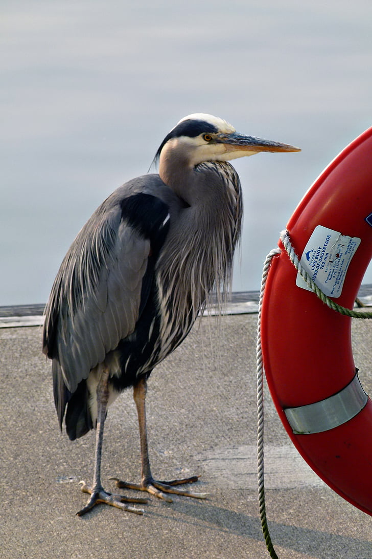 Blue heron, apa, pasăre, inel de salvare, port, Vancouver, City