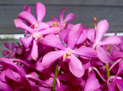 orhideja, cvijet, svijetle, ljubičasta, flore, rast, dekoracija