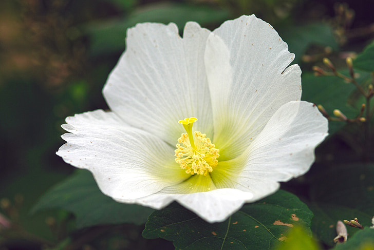 Aoi, biela, kvety, jeden kvet, letné, ichirin no hana, letné kvety