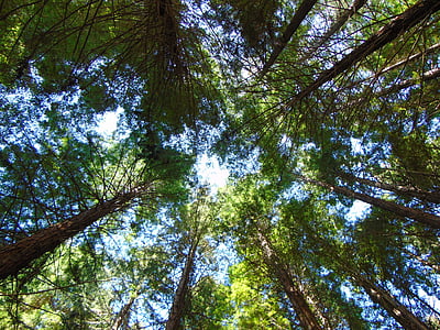 trees, sky, redwoods, forest, outdoor, season, summer