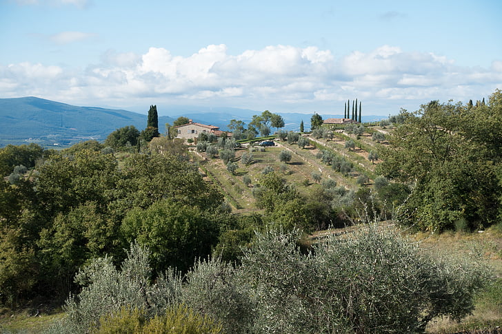 olive tree, cypress, farm, landscape, cultural landscape, agriculture, farmhouse