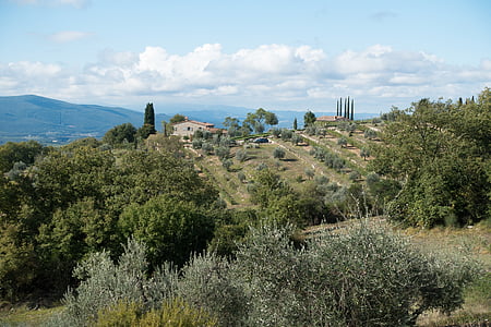 оливкове дерево, кипарис, ферми, краєвид, культурний ландшафт, Сільське господарство, будинок