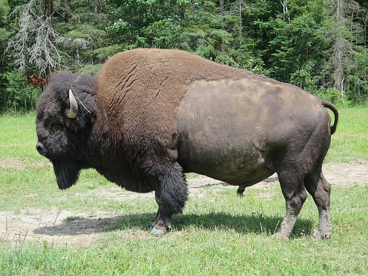 bison, animal, wild, west, canada, mammal, animal wildlife
