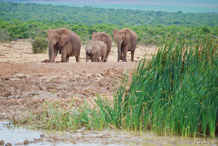 Słoń, Republika Południowej Afryki, parku słoni Addo