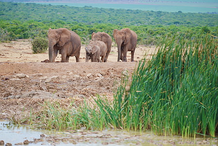 elefant, Sør-Afrika, Addo elephant park