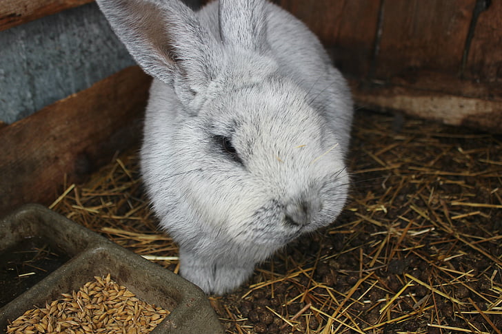 rabbit, ears, gray