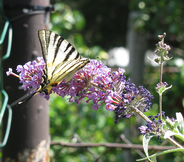 borboleta, borboletas, traça de cauda de andorinha, asas amarelas, flor, órgão, macro