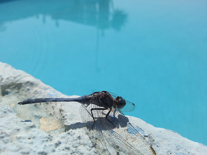 insect, pool, dragonfly, nature, animal, wildlife, outdoors
