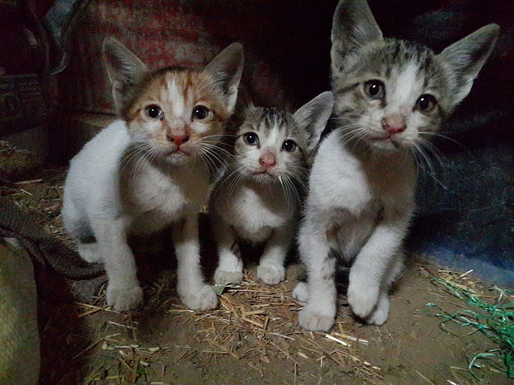 kittens, cats, felines, sitting, domestic, cute, young