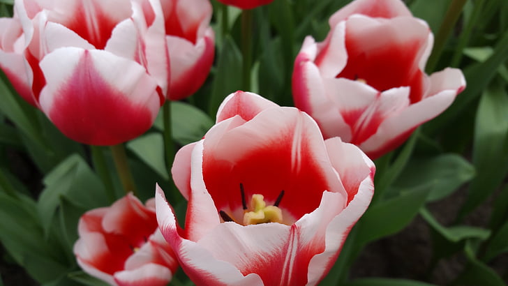 květ, tulipány, Příroda, jaro, květiny, Bloom, závod