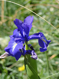 Iris, Príroda, modrá, kvet, letné, kvet, kvet