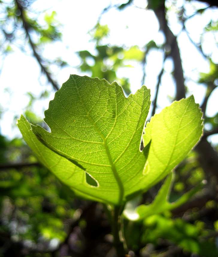 Leaf, nya, grön, ljus, genomskinlig, Fig, Stem