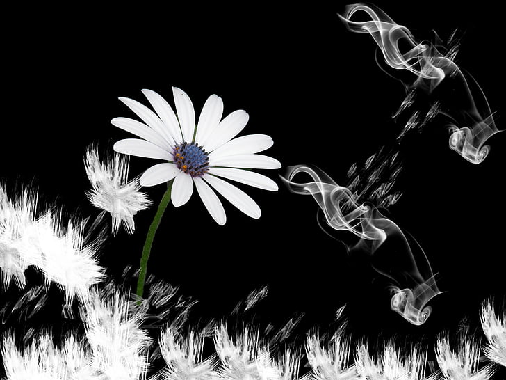 puķe, Lachine, dūmi, dizains, melna, balta, fantāzija