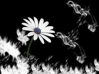 blomst, lachine, røyk, design, svart, hvit, Fantasy