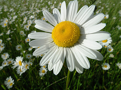 Marguerite, bunga, mekar, Blossom, alam, tanaman, putih